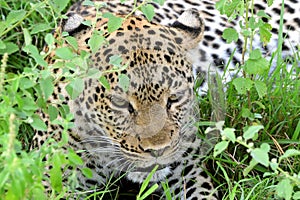 African leopard, Queen Elizabeth National Park, Uganda photo