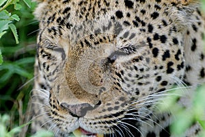 African leopard, Queen Elizabeth National Park, Uganda
