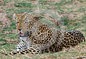 African Leopard resting on the African plains in south luangwa national park, zambia