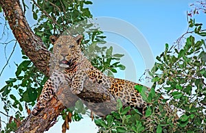 African Leopard resting and looking directly into camera in South Luangwa National Park, Zambia