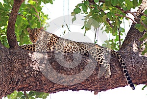 African Leopard resting on a tree trunk in South Luangwa National Park, Zambia