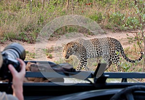 African leopard safari photo