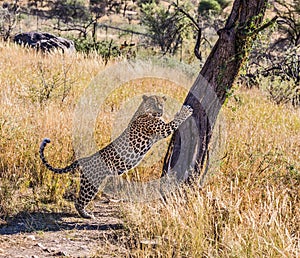 African leopard sharpens claws on tree photo