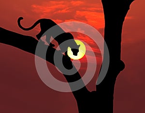 African leopard silhouette