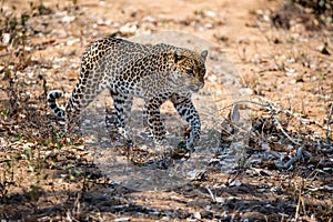 African leopard slowly walking on the ground ready to hunt a prey