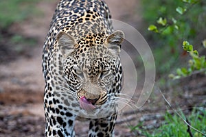 African Leopard in South Africa