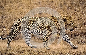 African leopard in South African game reserve