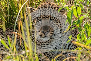 African Leopard, South Luangwa, Zambia