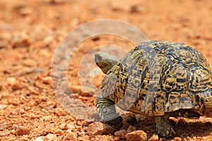 African leopard tortoise