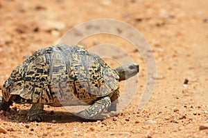 African leopard tortoise