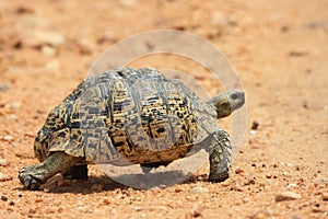 African leopard tortoise