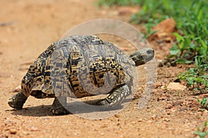 African leopard tortoise