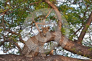 African leopard in tree