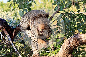 African Leopard in a tree looking directly at camera snarling - south luangwa national park, zambia