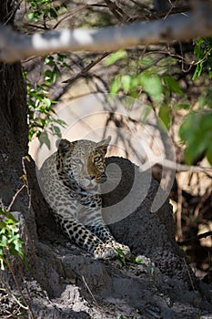 African Leopard waiting in shade