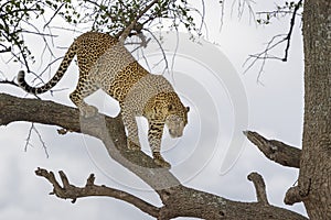 African Leopard walking in acacia tree