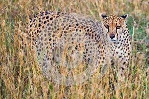 African leopard walking in a dry grassy field during daytime