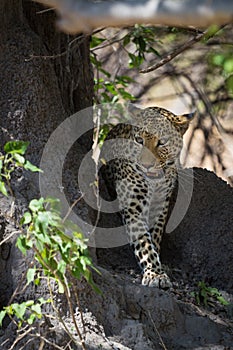 African leopard walking in shade