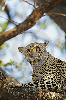 African Leopard watchful on pray in tree
