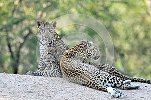 3 African Leopards together