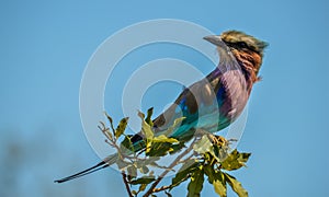African lilac breasted roller fork-tailed roller, lilac-throated roller, Mosilikatze`s roller is national bird of Kenya ,