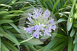 African Lilies