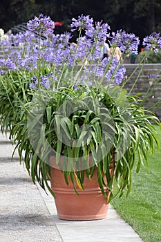 African lilly - agapanthus