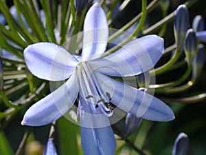 African Lilly First Bloom