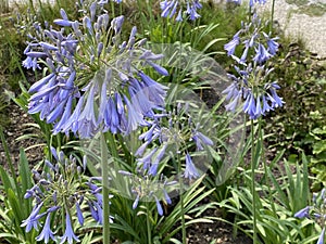 African lily / Agapanthus africanus / die Schmucklilie, Tuberosa azul, Lirio africano, Agapanto africano, Agapanthe d`Afrique