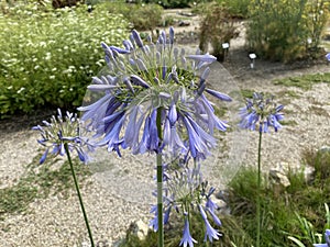 African lily / Agapanthus africanus / die Schmucklilie, Tuberosa azul, Lirio africano, Agapanto africano, Agapanthe d`Afrique