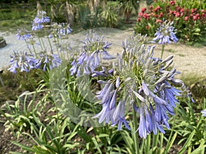 African lily / Agapanthus africanus / die Schmucklilie, Tuberosa azul, Lirio africano, Agapanto africano, Agapanthe d`Afrique