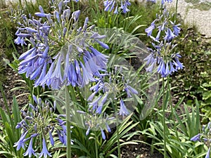 African lily / Agapanthus africanus / die Schmucklilie, Tuberosa azul, Lirio africano, Agapanto africano, Agapanthe d`Afrique photo