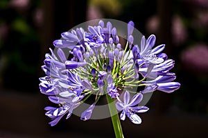 African lily, Agapanthus africanus, flower of the Agapanthaceae