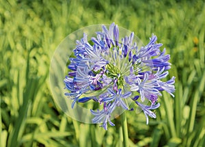 African Lily Agapanthus Africanus Flower Head