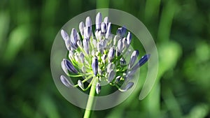 African lily Agapanthus Africanus High Definition Footage