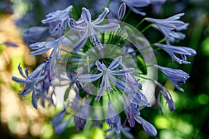 African Lily, Agapanthus africanus, purple flower with white stripes from the family Agapanthaceae, originating from South Africa