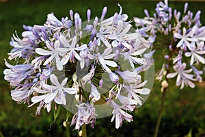 African lily, or Agapanthus praecox flowers in a garden