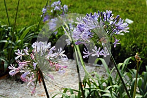 African lily, or Agapanthus praecox flowers in a garden