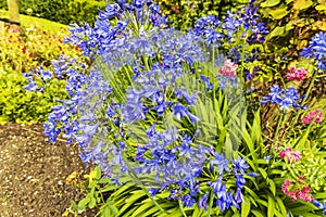 African Lily blue flowers in a summer garden.