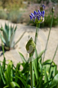 African lily, bud and flower head, Agapanthus praecox