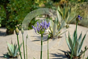 African lily, bud and flower head, Agapanthus praecox