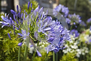 African Lily flowers (Agapathus africanus) in the garden