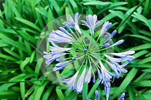 African lily flowers in the park. Agapanthus africanus. Coroas de Henrique. Flor del amor photo