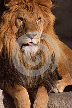 African Lion