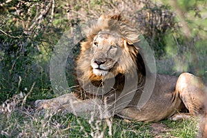 African Lion