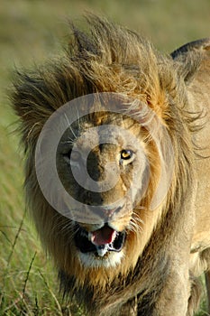 African lion photo