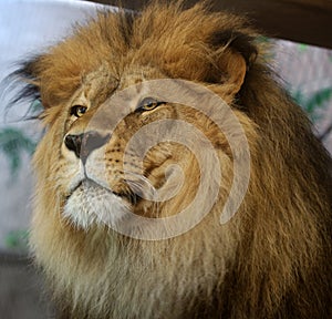 African Lion