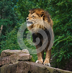 African Lion