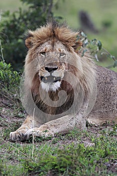 African Lion