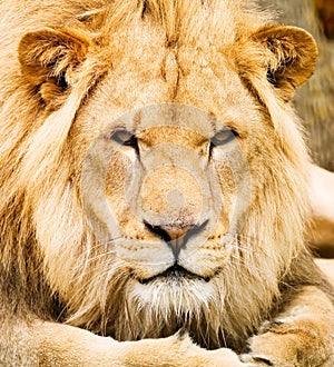Eine männliche afrikanische Löwen liegen und Blick auf den Betrachter.